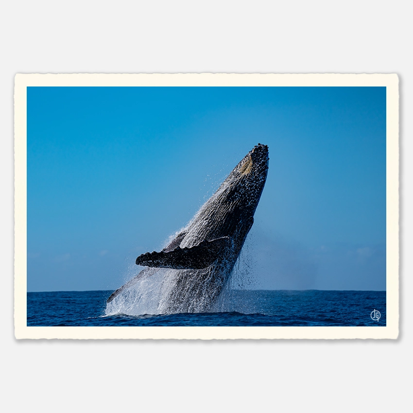 #34. Humpbacks Reunion 2023