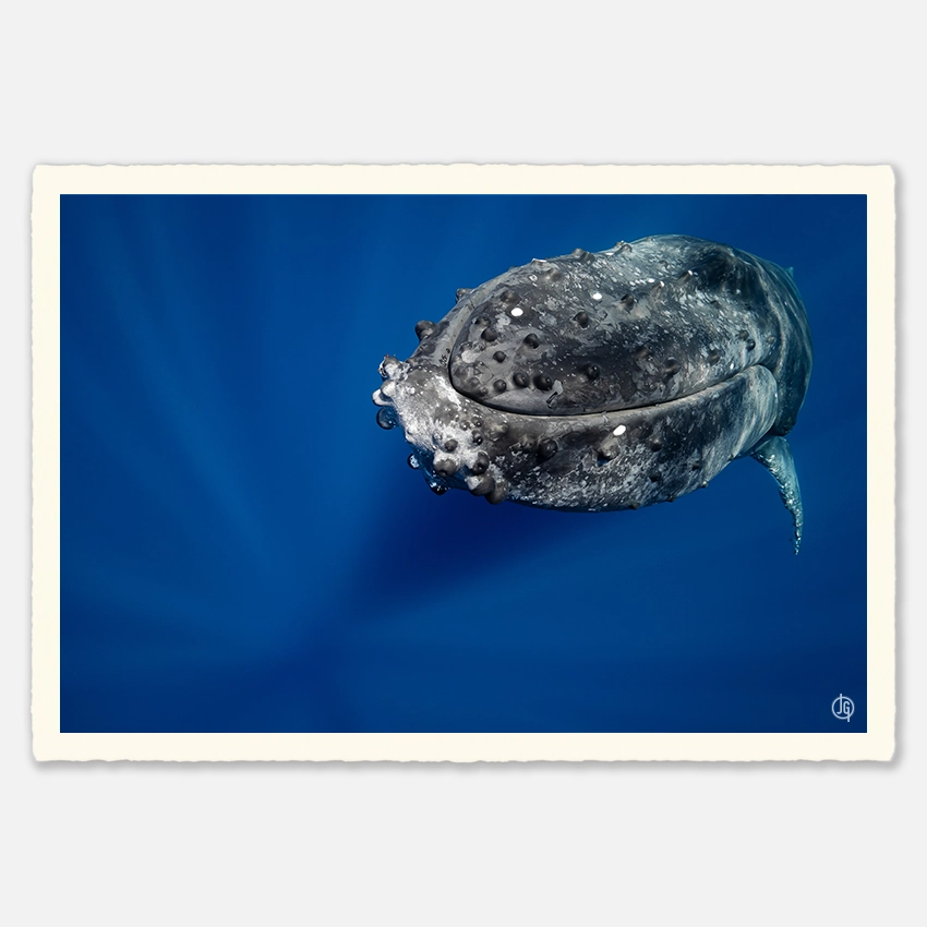 #14. Humpbacks Reunion 2020