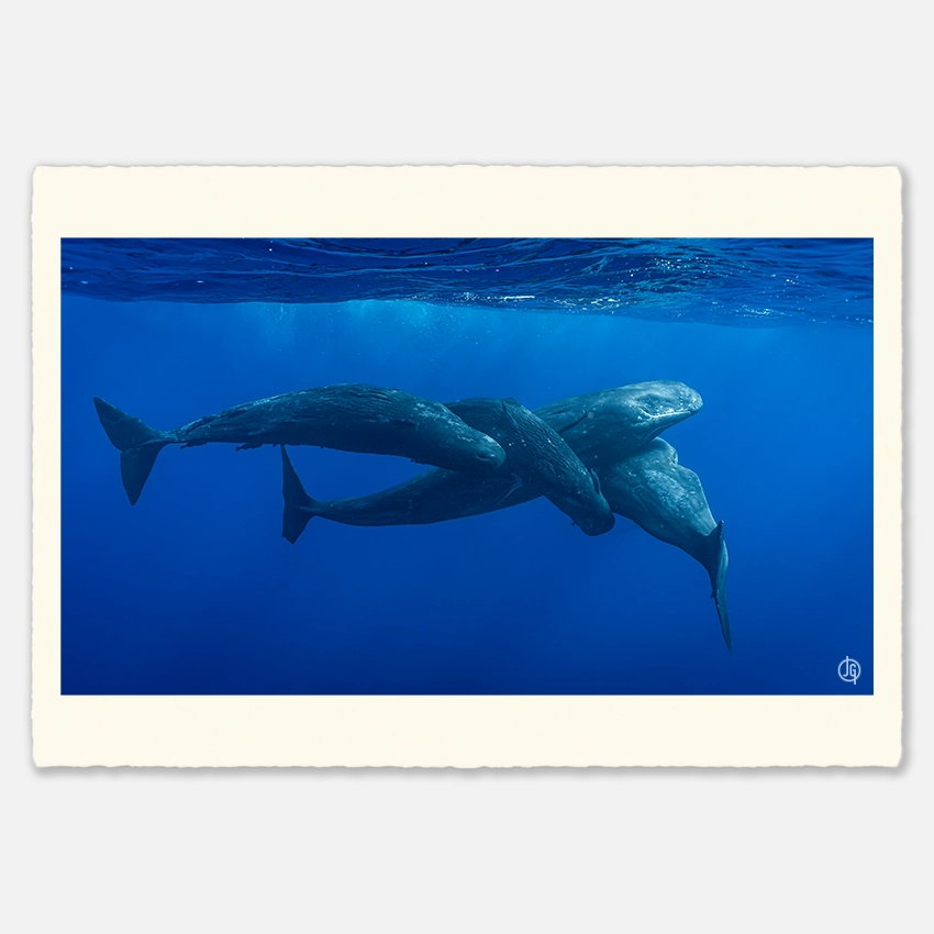 #19. Sperm Whales Mauritius 2023
