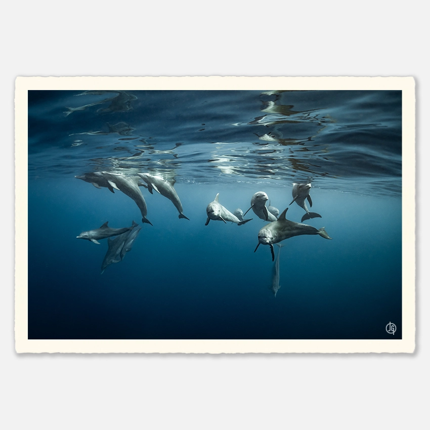 #12. Dolphins Reunion 2020