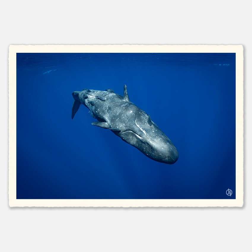 #08. Sperm Whales Mauritius 2023