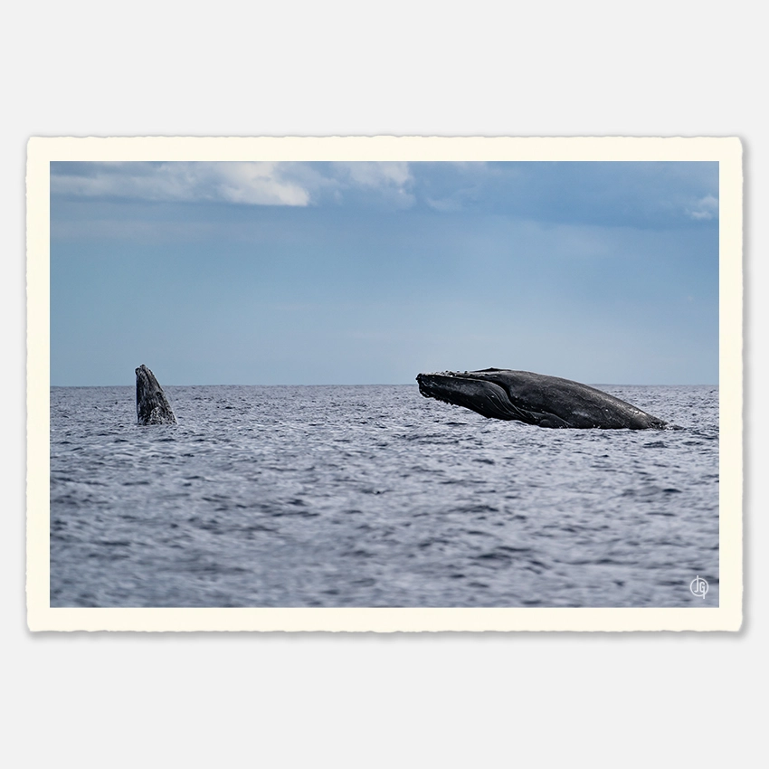#25. Humpbacks Reunion 2023