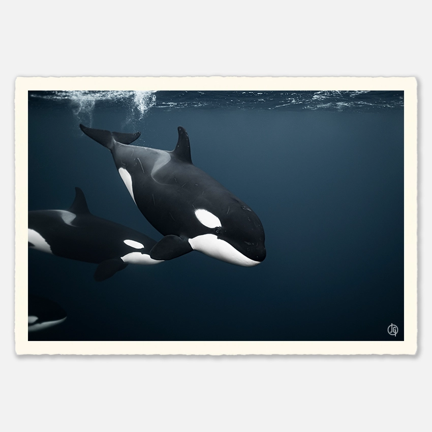 #33. Orcas Norway 2022
