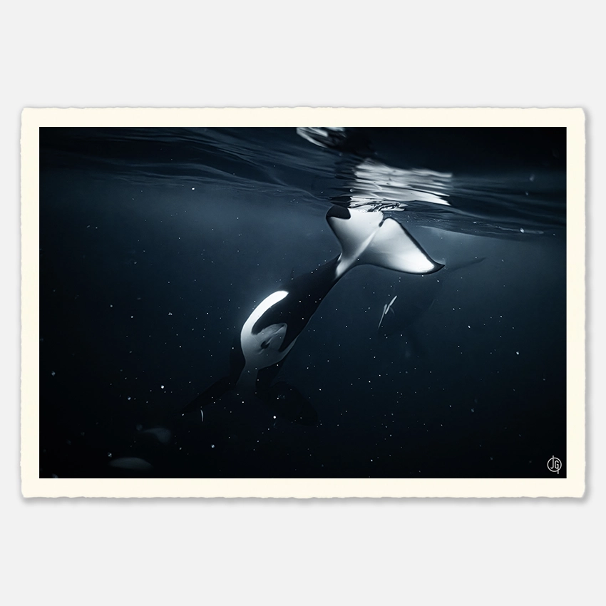 #43. Orcas Norway 2023