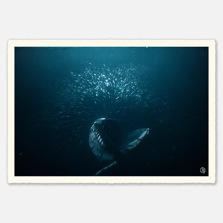 #17. Humpbacks Norway 2022
