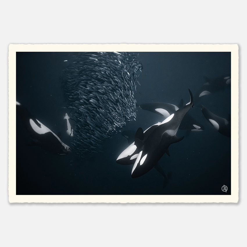 #13. Orcas Norway 2022