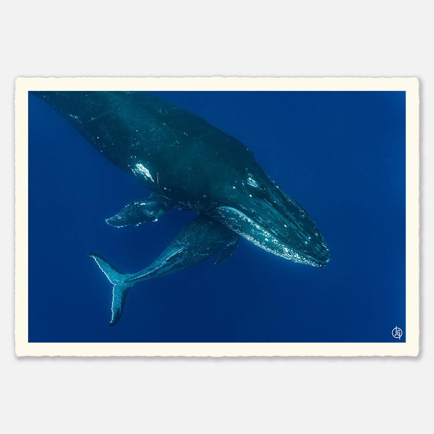 #42. Humpbacks Reunion 2023