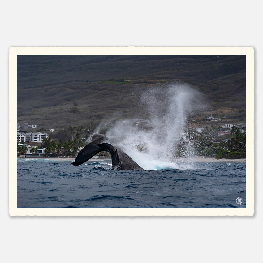#15. Humpbacks Reunion 2023