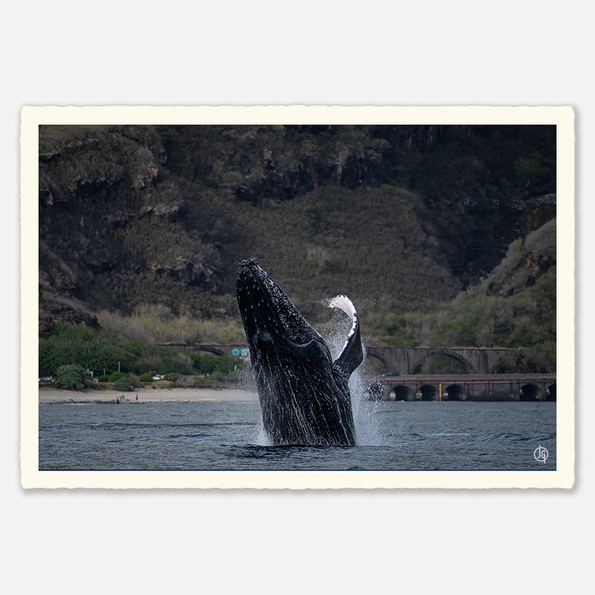 #23. Humpbacks Reunion 2023