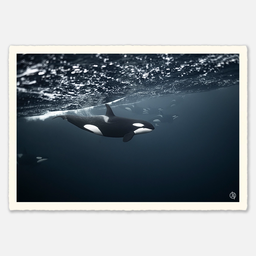 #10. Orcas Norway 2022