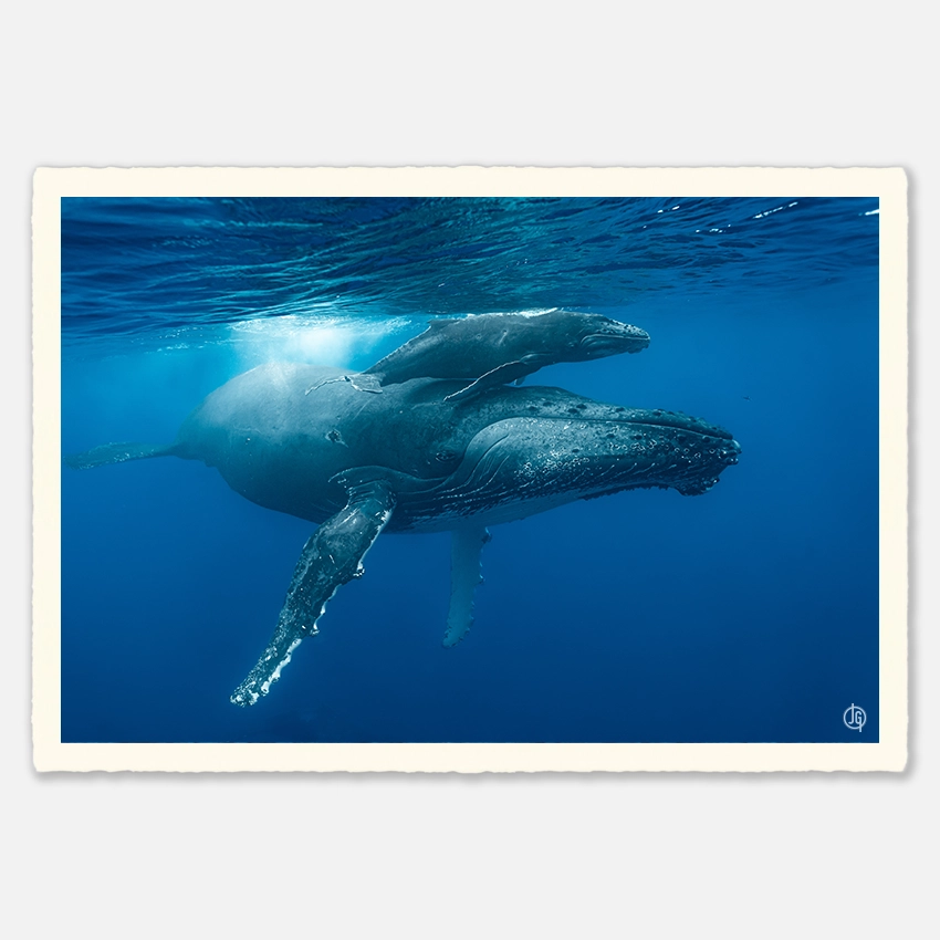 #35. Humpbacks Reunion 2023
