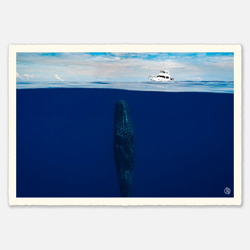 #16. Sperm Whales Mauritius 2023