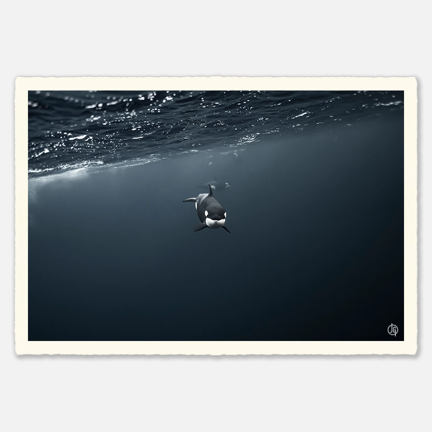 #40. Orcas Norway 2022