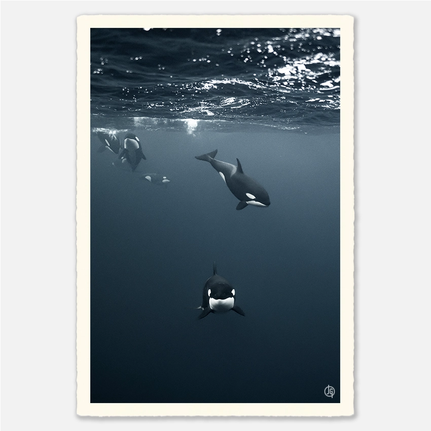 #04. Orcas Norway 2022