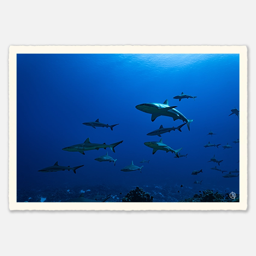 #32. Sharks Polynesia 2022