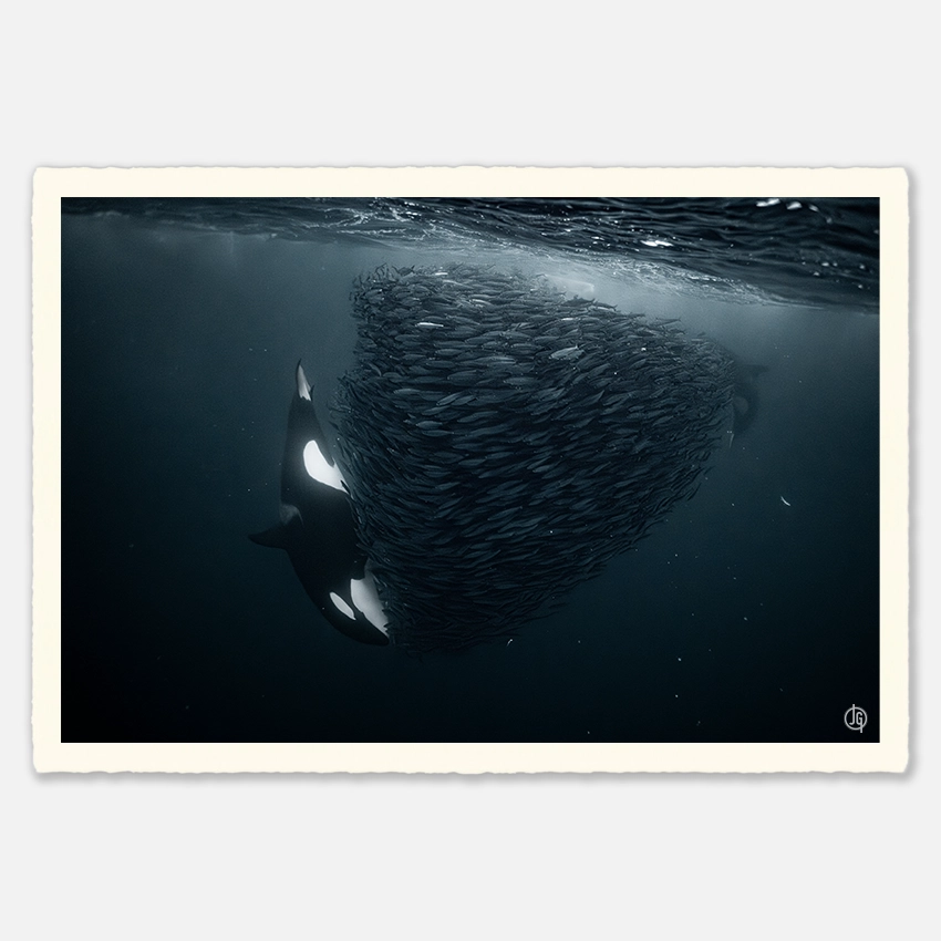 #36. Orcas Norway 2021