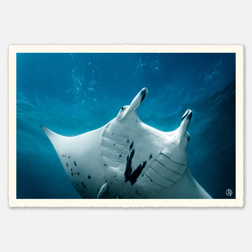 #24. Mantas Polynesia 2022