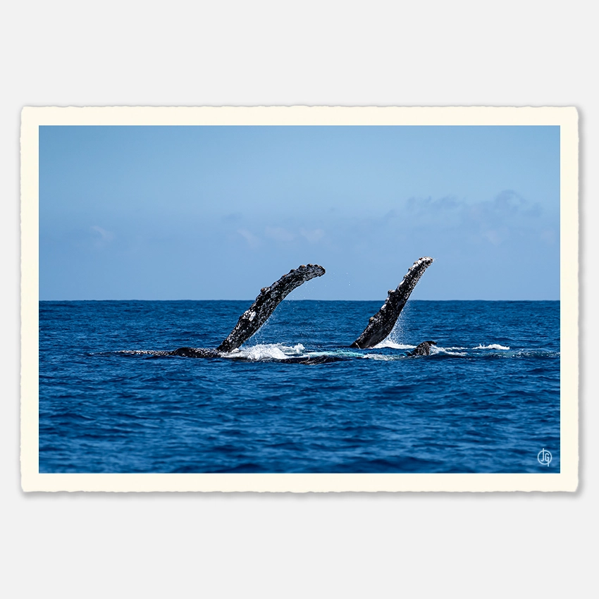 #30. Humpbacks Reunion 2023