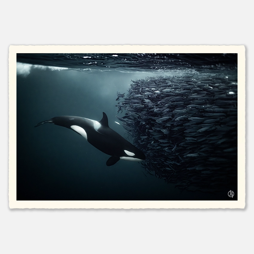 #22. Orcas Norway 2021
