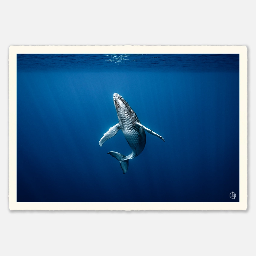 #29. Humpbacks Reunion 2022