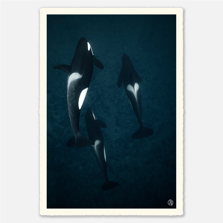 #02. Orcas Norway 2022