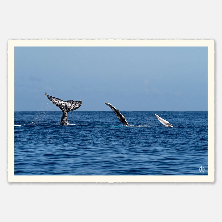 #38. Humpbacks Reunion 2023