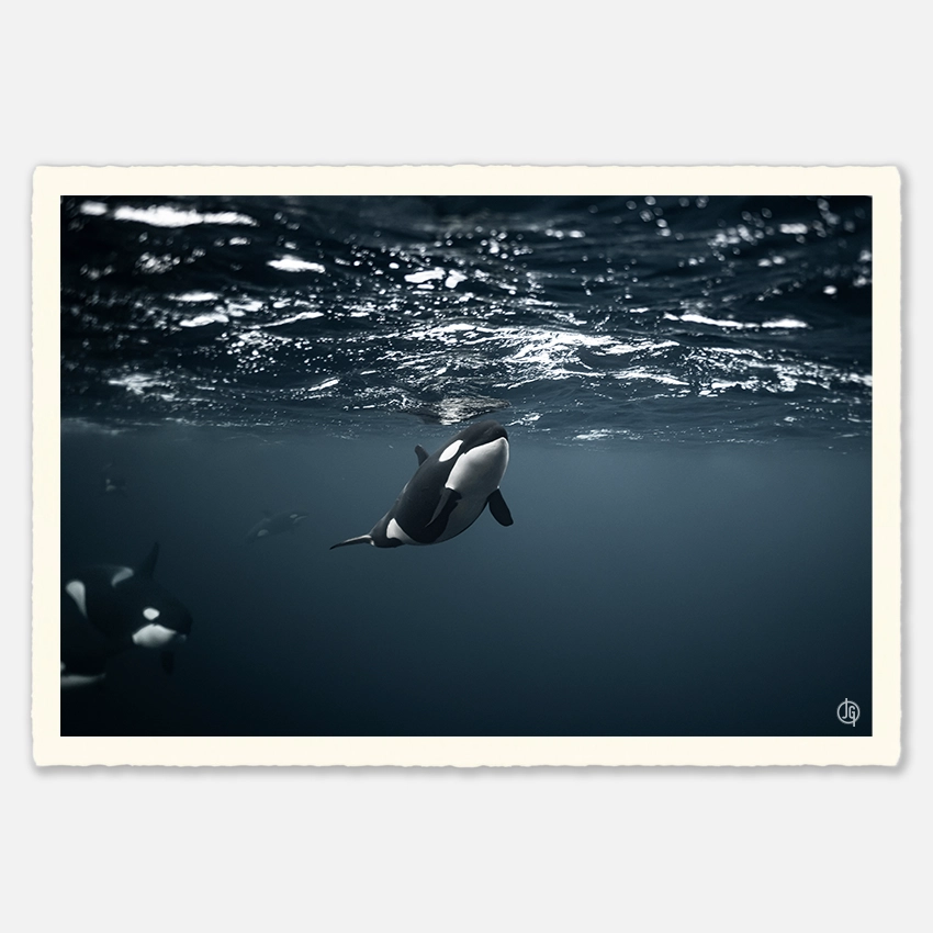 #28. Orcas Norway 2022