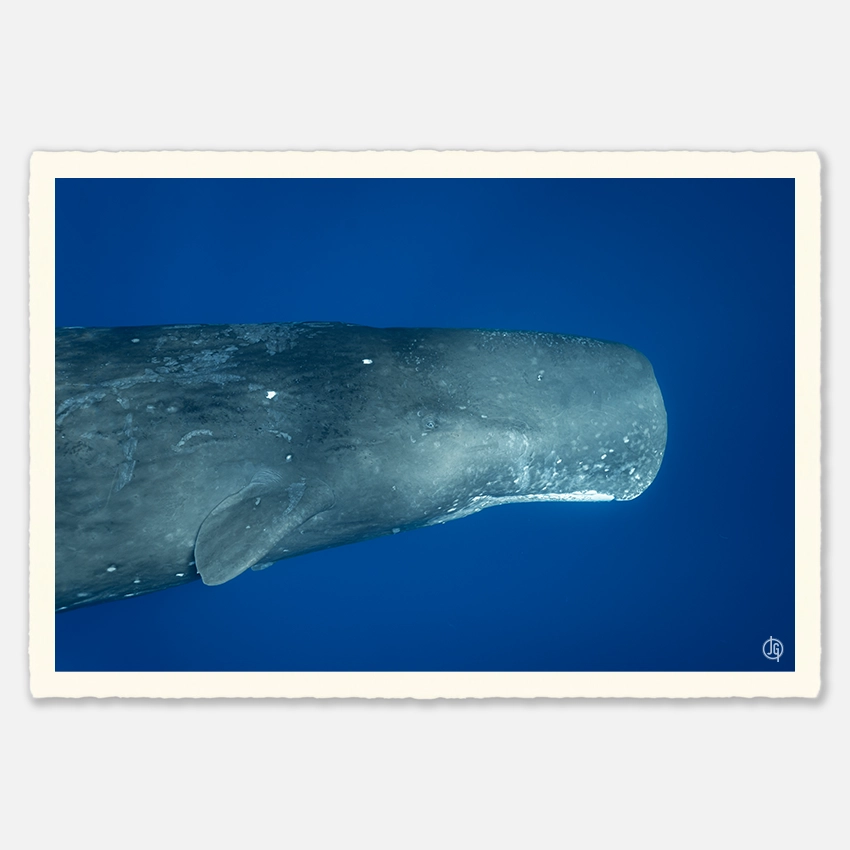 #39. Sperm Whales Mauritius 2023