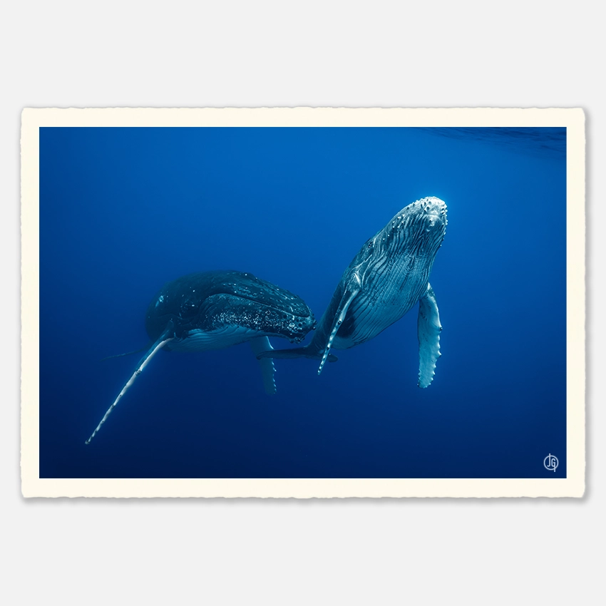 #06. Humpbacks Reunion 2023