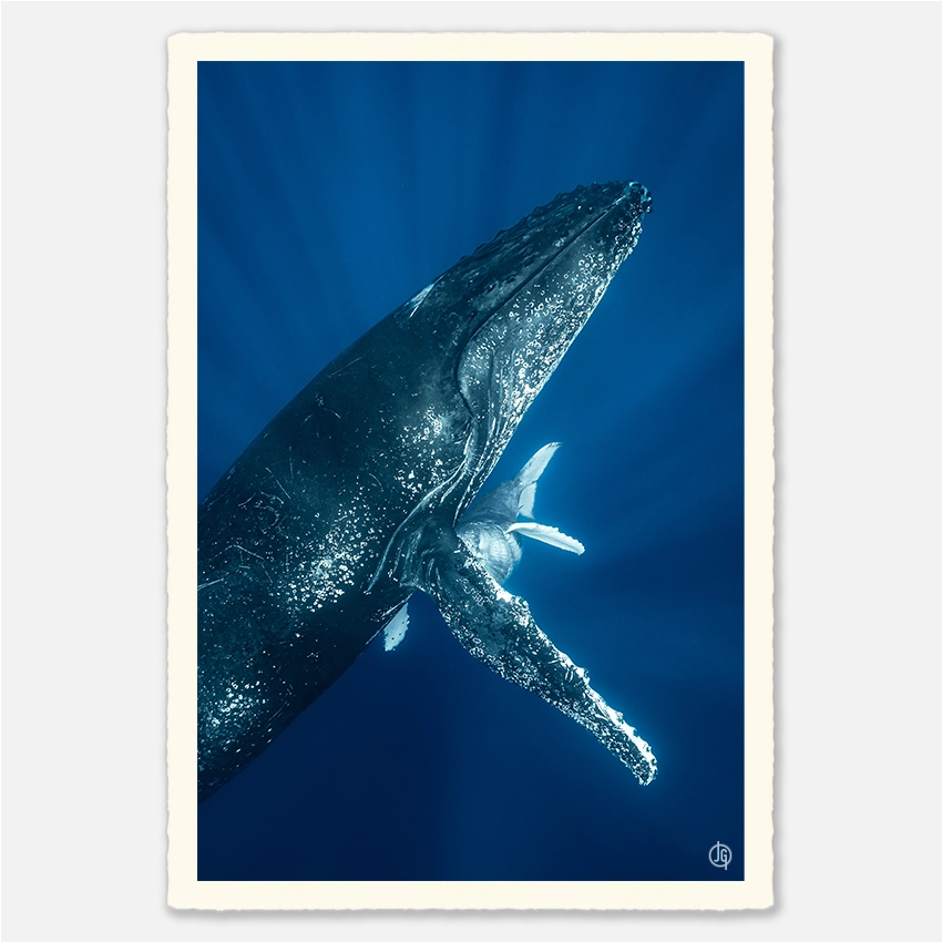 #01. Humpbacks Reunion 2023