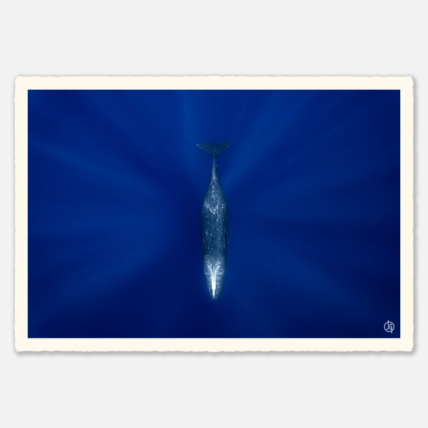 #31. Sperm Whales Mauritius 