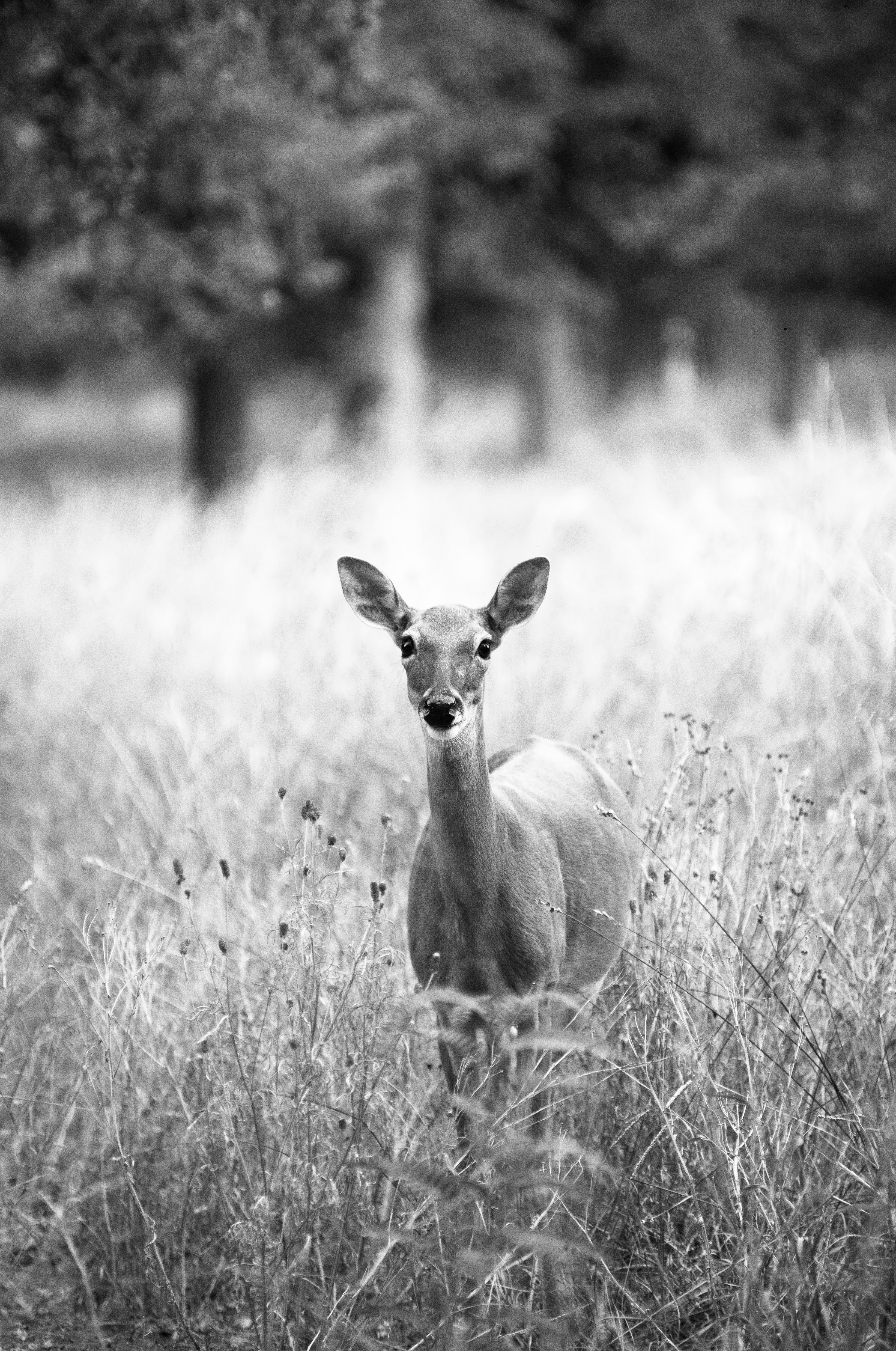 Portrait of deer taken on monochrome converted Pentax K-5 II