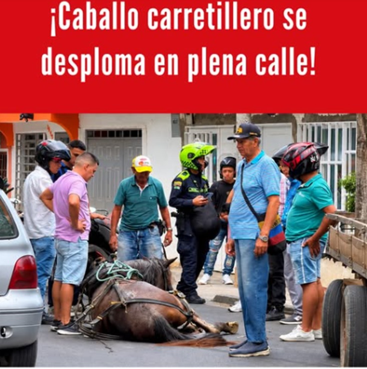 ¡Caballo carretillero se desplomó en plena vía de Tuluá! Durante la tarde del viernes 18 de septiembre de 2026, un caballo utilizado para labores de tracción animal se desplomó cerca de la estación de Bomberos.