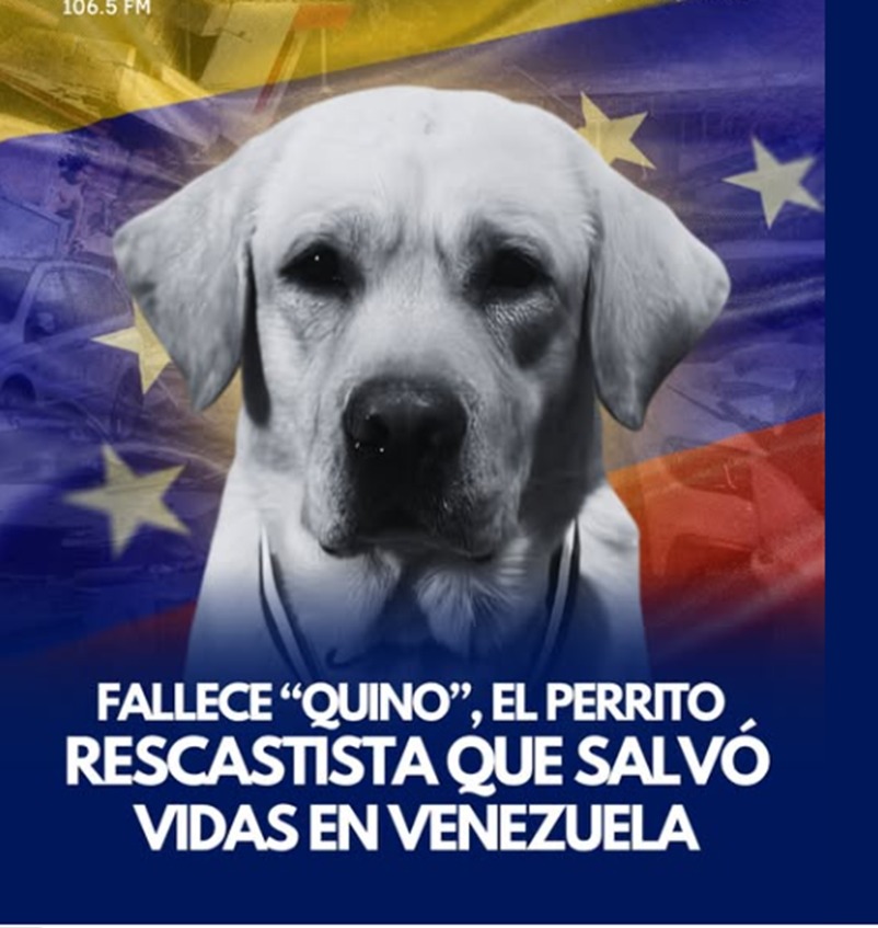 Quino, perro rescatista de la ONG española. Falleció tras luchar durante dos meses y medio contra una patología que no pudo ser diagnosticada. Después de ayudar a rescatar personas durante el terremoto en Venezuela, en 2026.