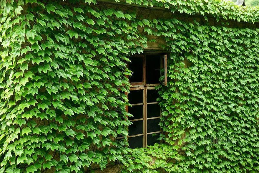 Cuando los humanos se van, la casa no muere: cambia de habitante.
