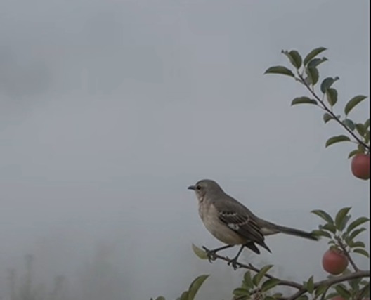 Un canto de pájaro atraviesa la bruma