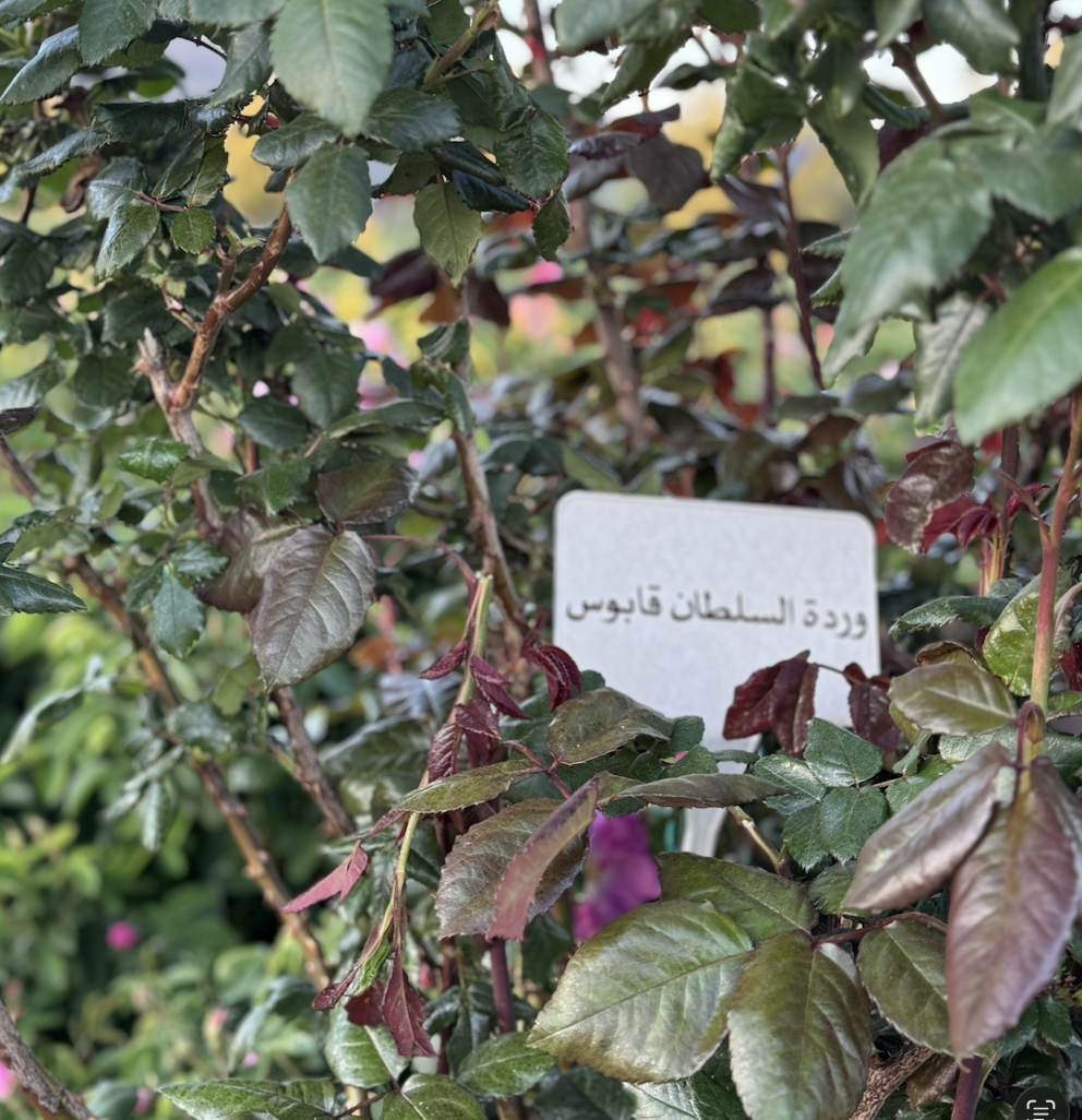 Muscat & Jebel Al Khdar
