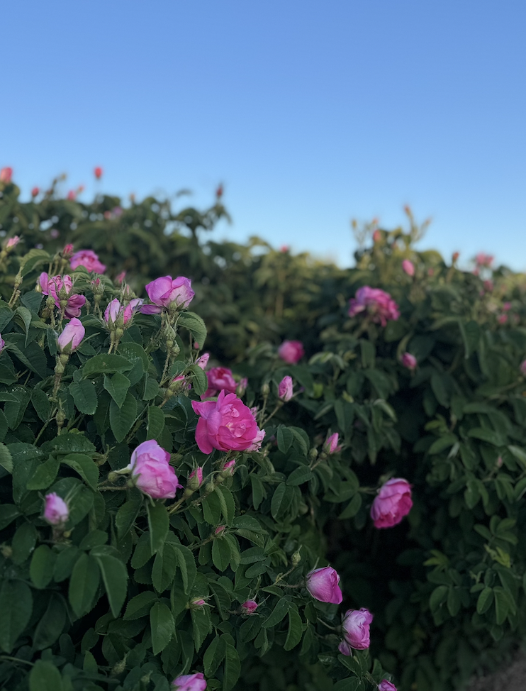 The Scent of Oman: A Guide to the Frankincense & Rose Water Trail.