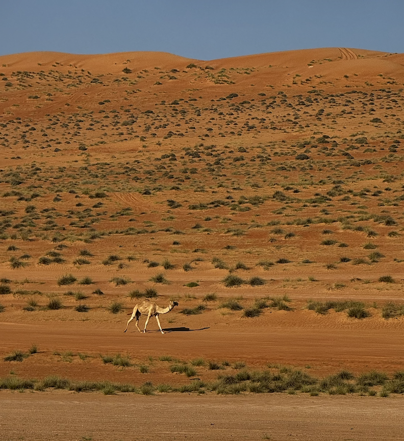 Bedouin Culture & Camel Trek photo