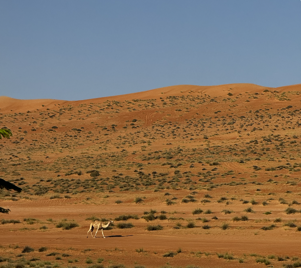 Deep Desert Immersion photo