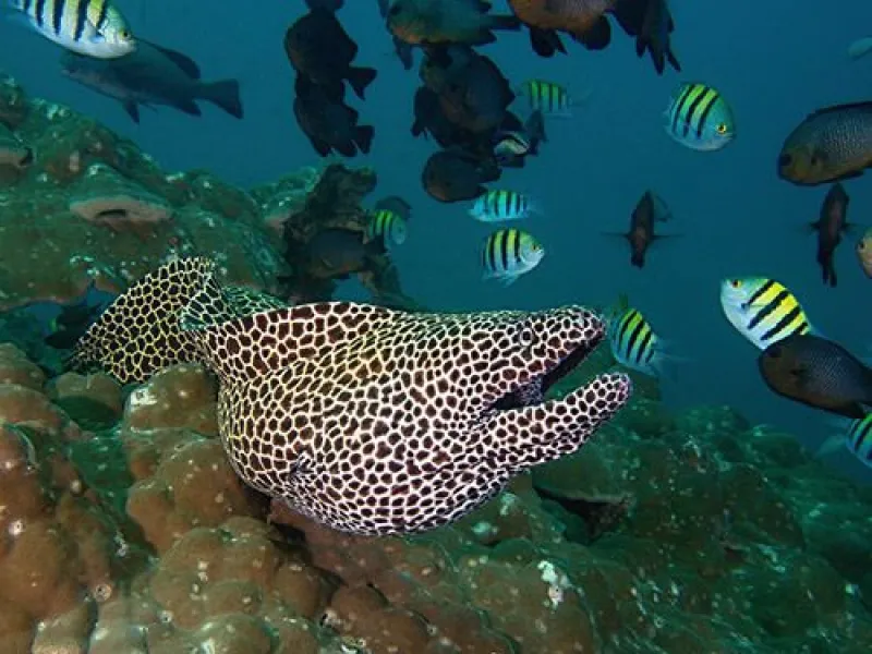 Local Dive & Recovery photo