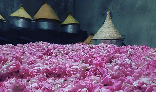 Roses, Walk & Female Industry photo