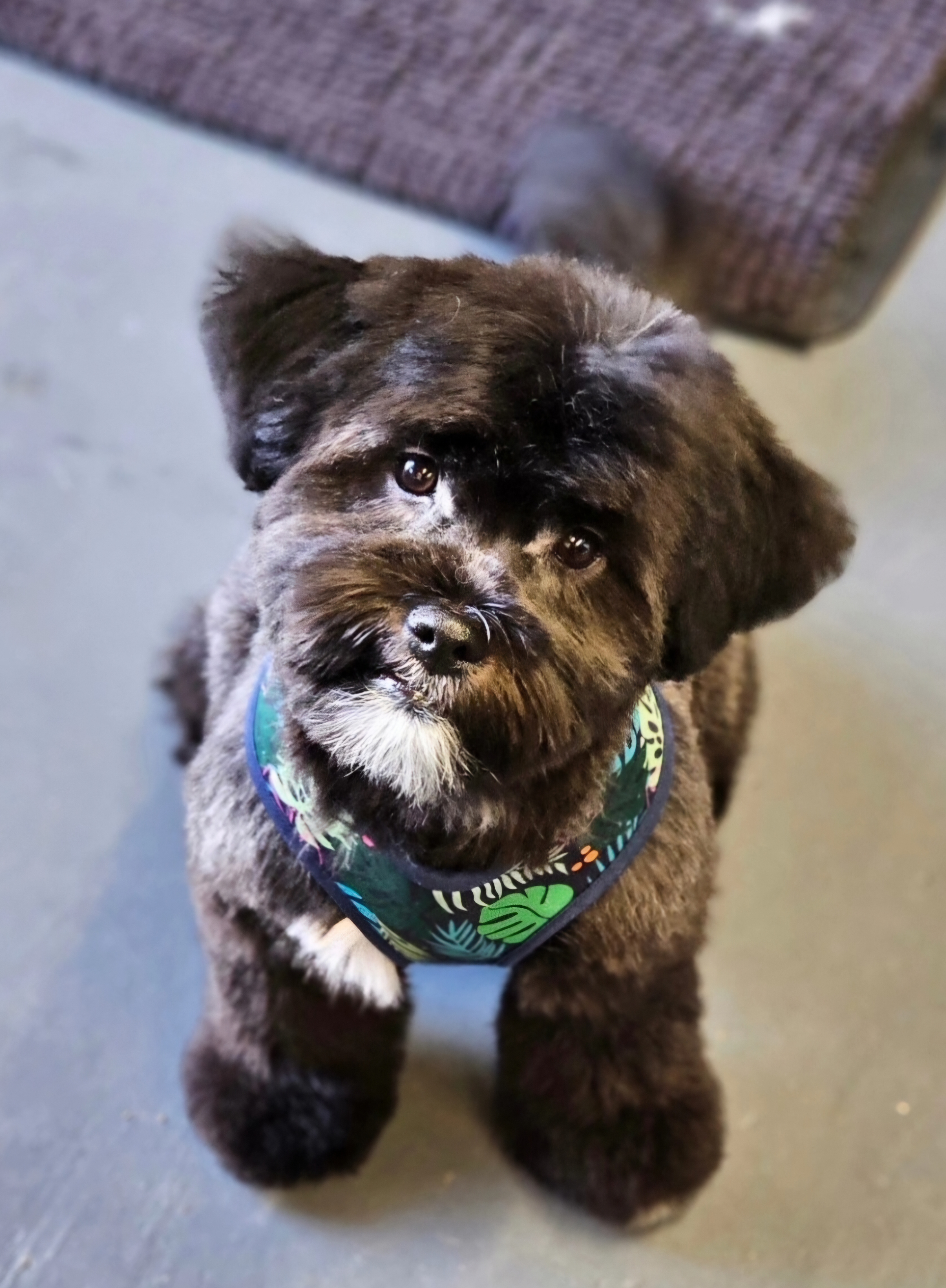 Grooming work 5