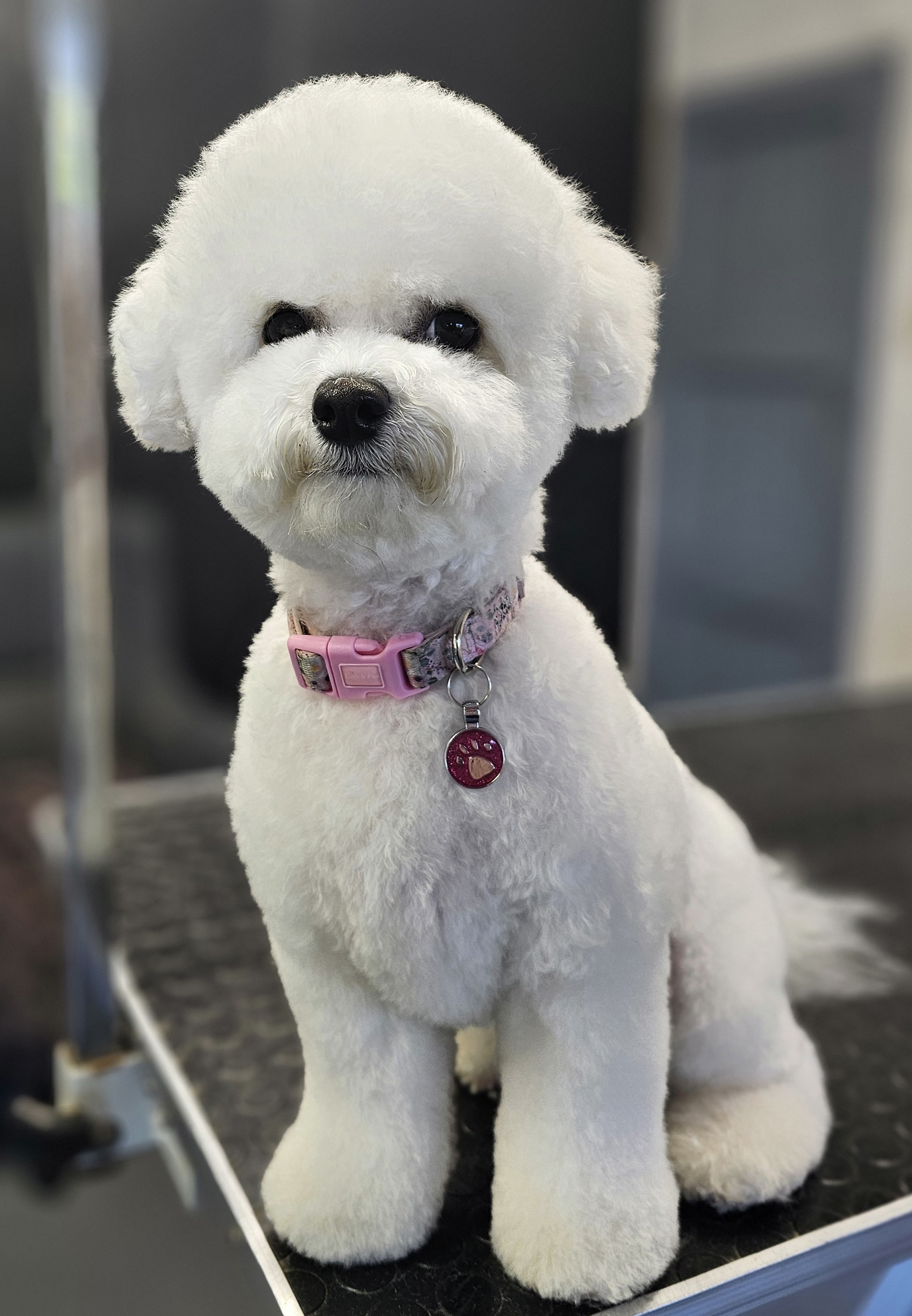 Grooming work 1