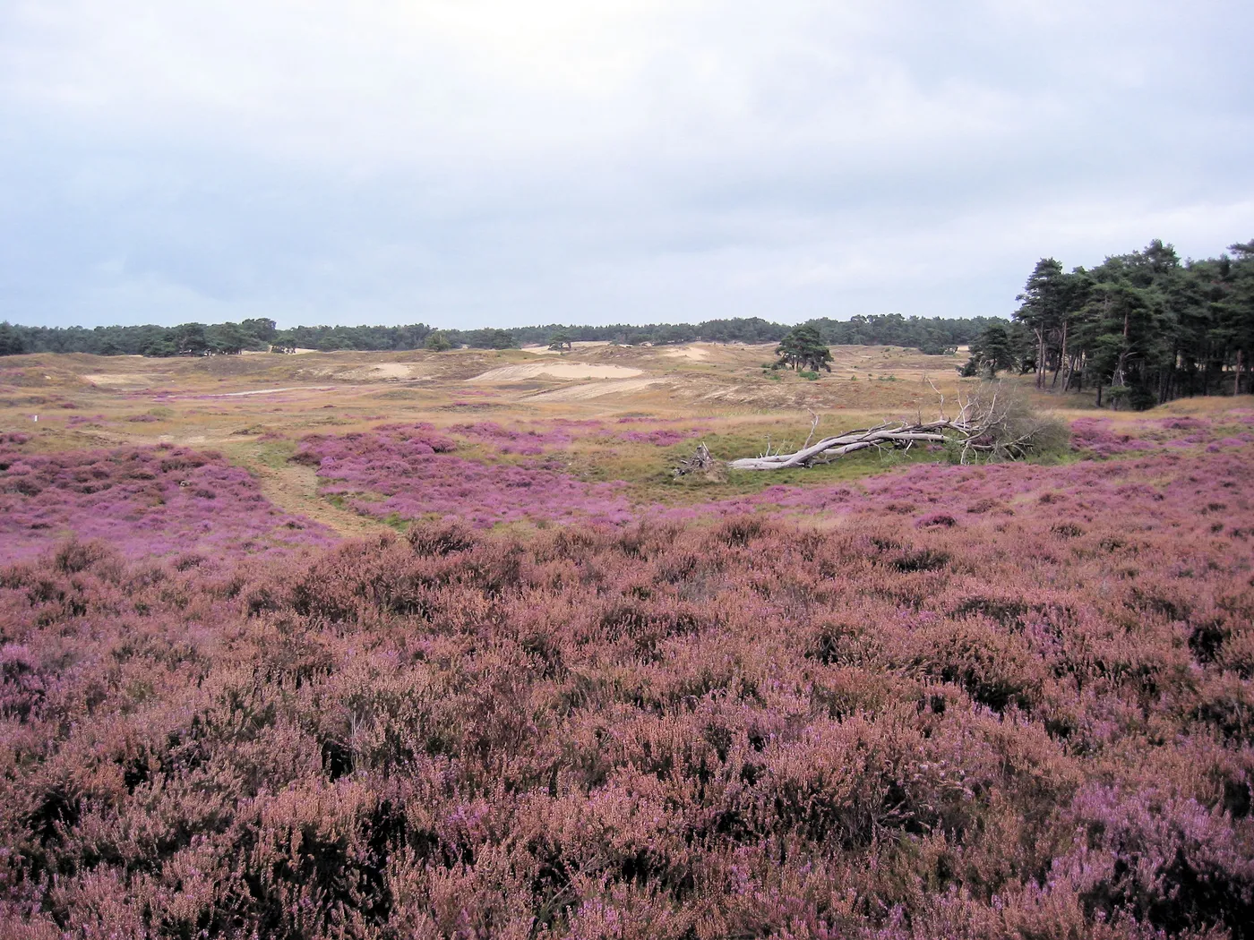 Camping en Kampeerboerderij 't Boerenerf in Woudenberg