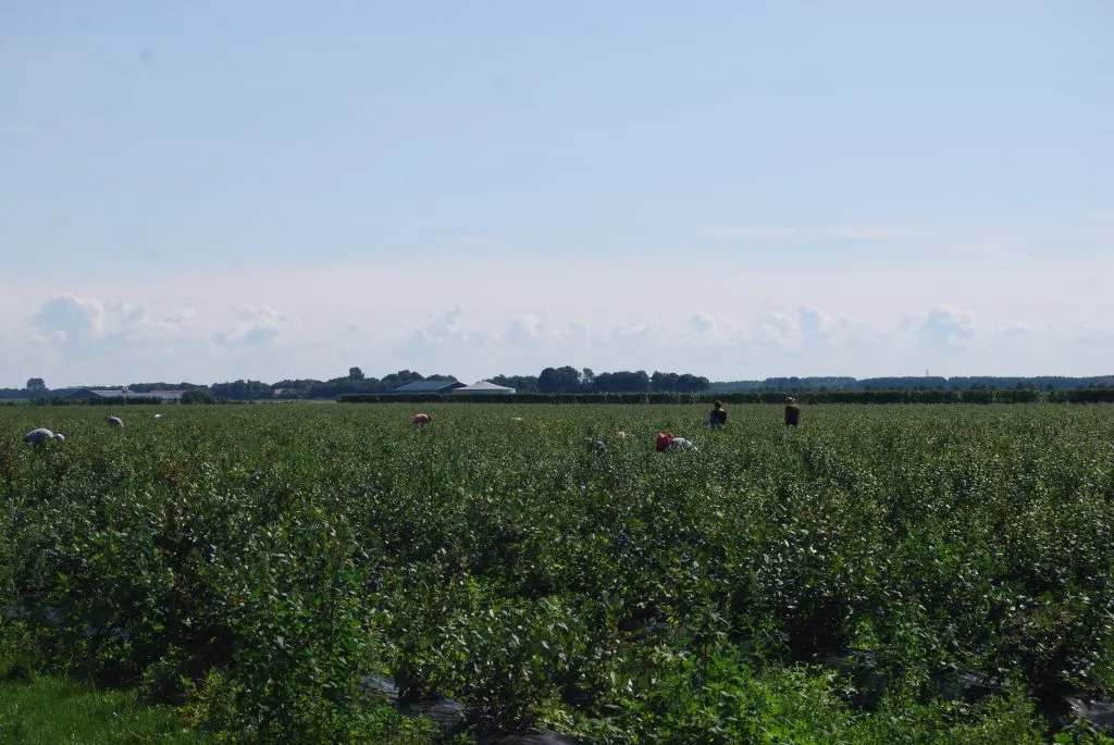 De Blauwe Bessen Boerderij in Gasselternijveen