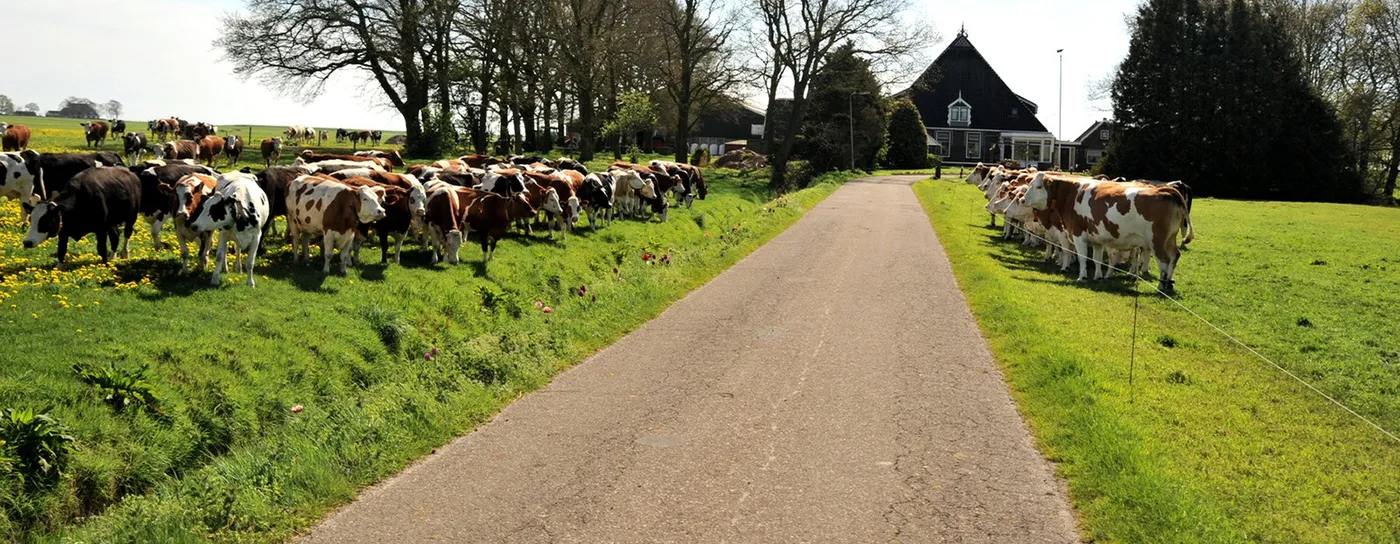 Vakantie- en kampeerboerderij "Groen" in Oudemirdum