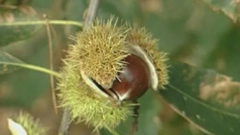 Voorbeeld van Koekeloere: Herfstwandeling met Flip de Beer – Schooltv