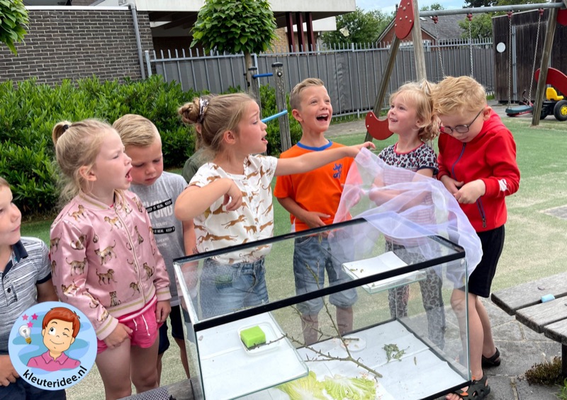 Voorbeeld van Vlinderproject met eitjes en rupsen