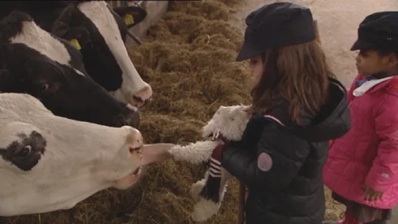 Voorbeeld van Koekeloere: Op de boerderij met Flip de Beer – Schooltv
